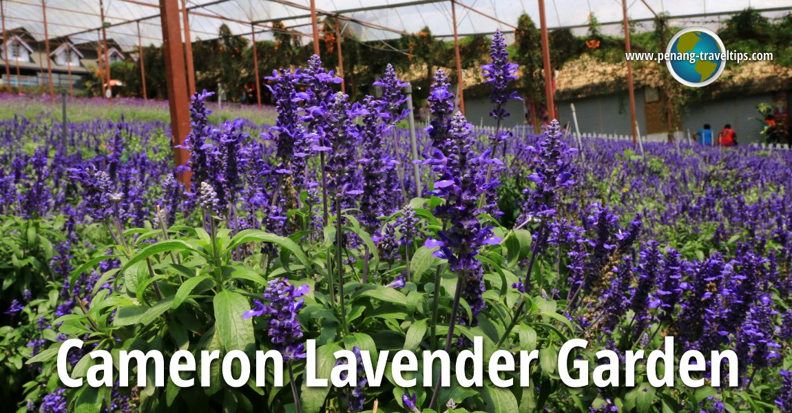 Cameron Lavender Garden