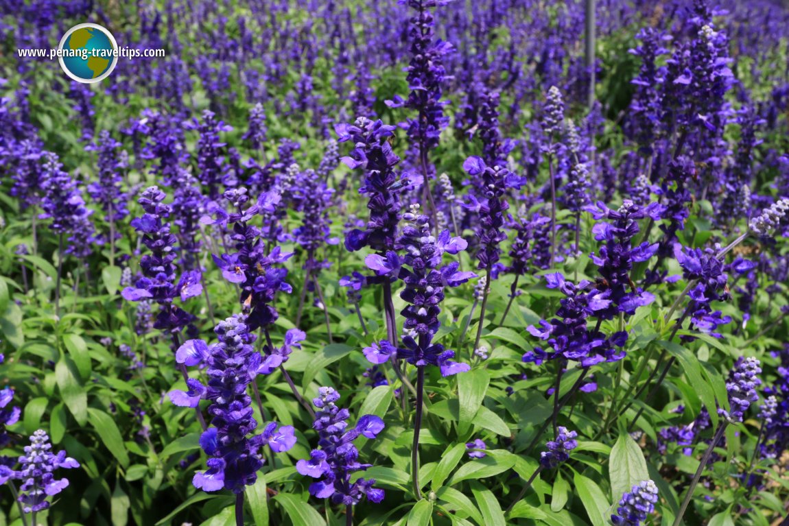 Cameron Lavender Garden