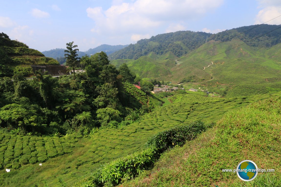 Cameron Valley Tea Plantation