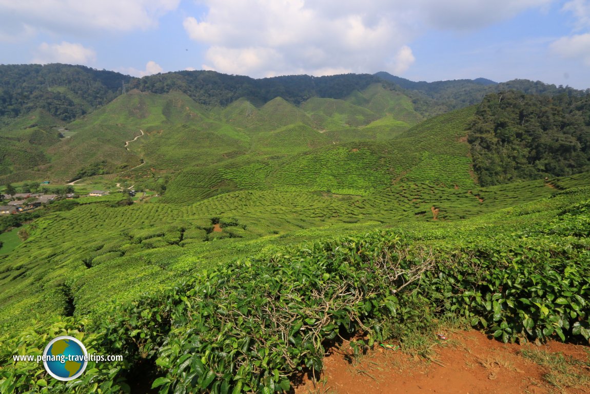 Cameron Valley Tea Plantation