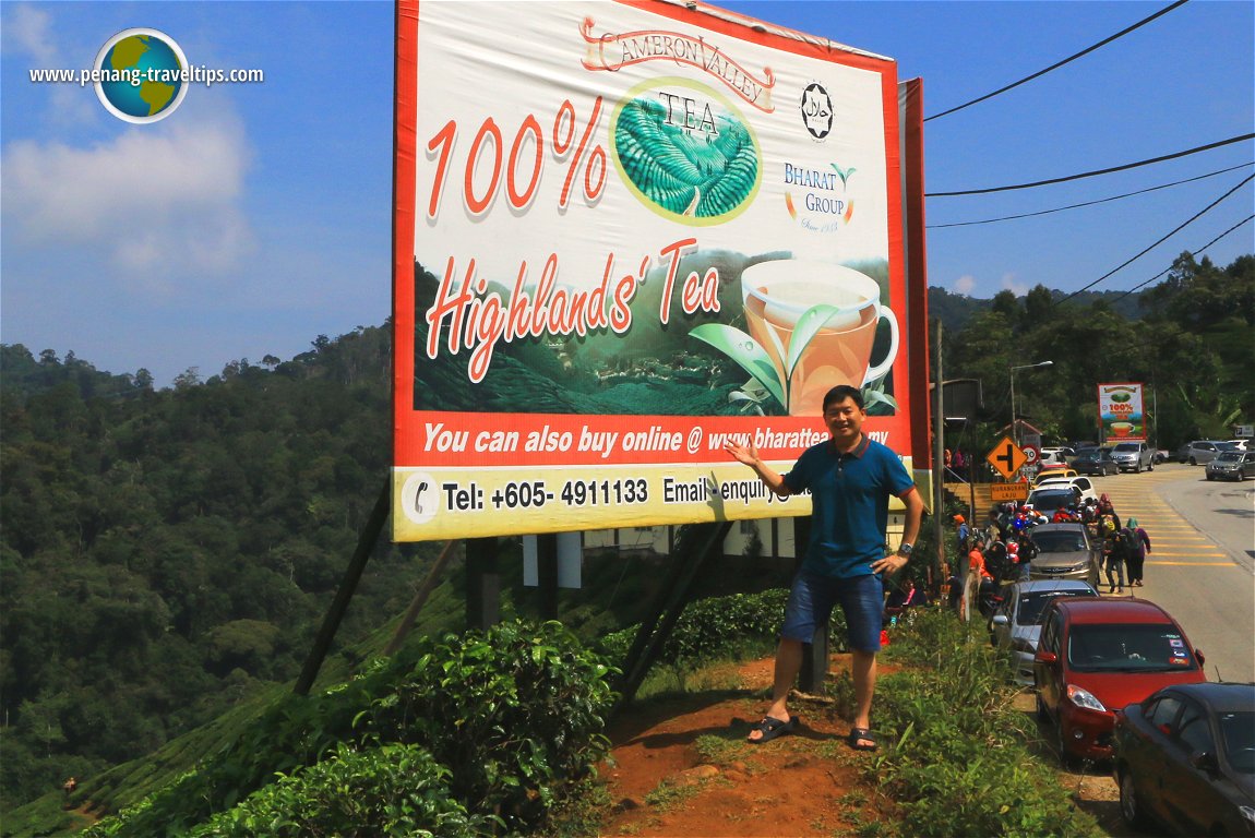 Timothy Tye at Cameron Valley Tea Plantation