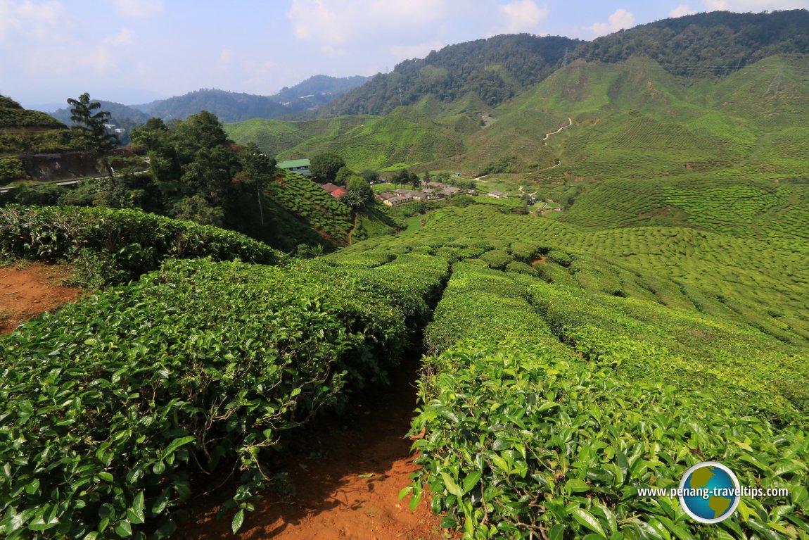 Cameron Valley Tea Plantation