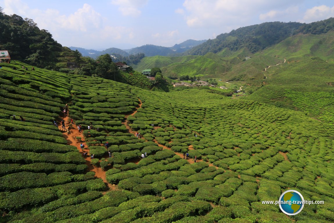 Cameron Valley Tea Plantation