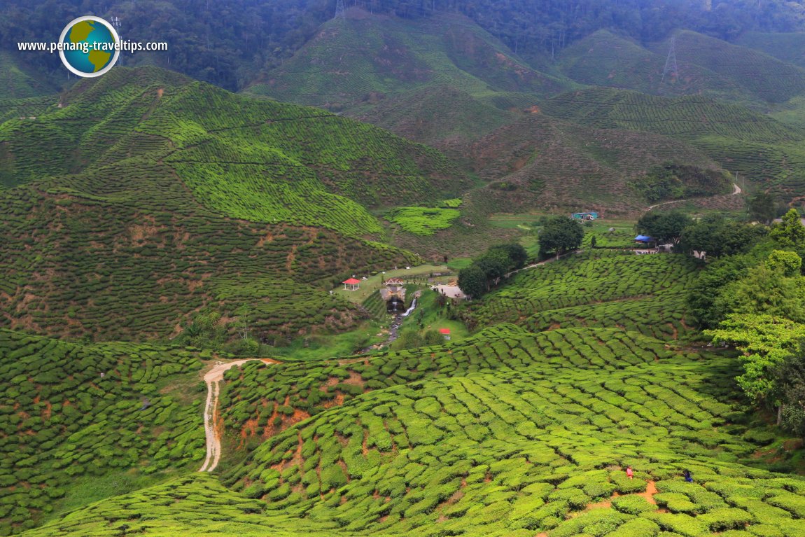 Cameron Valley Tea Plantation