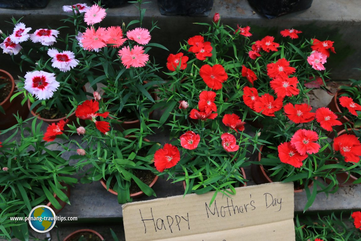 Do anybody here give carnations to their mothers on Mother's Day?