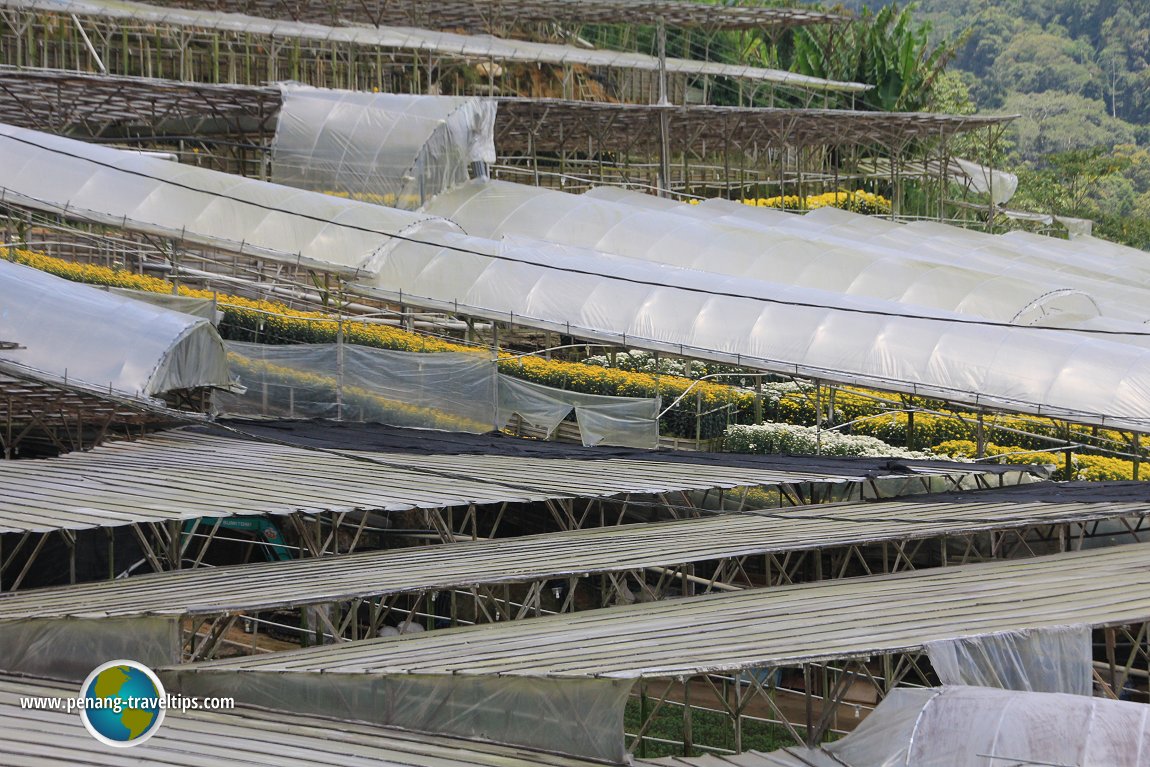 Chrysanthemum for the cut-flower industry