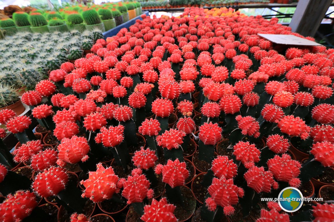 Colourful cacti at Unc Sam Farm