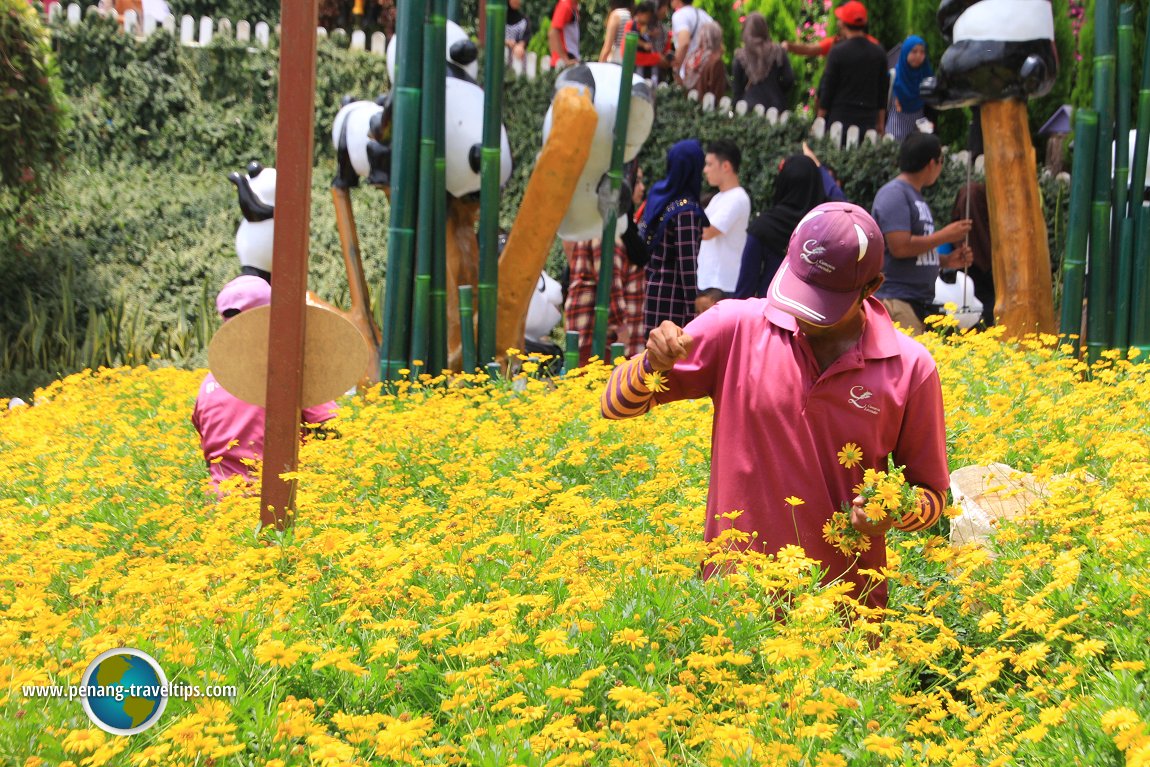 Coreopsis at Cameron Lavender Garden