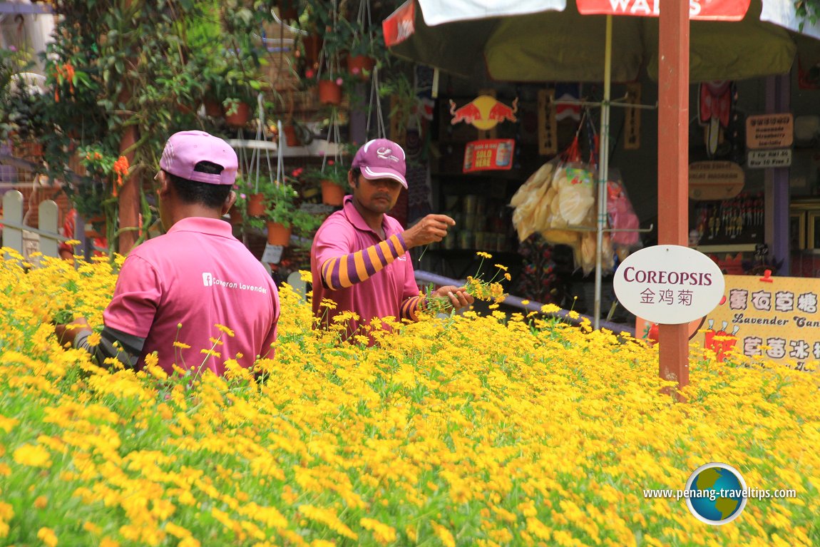 Coreopsis at Cameron Lavender Garden