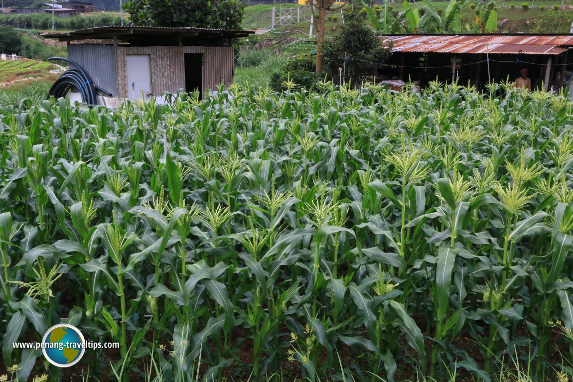 Habu, Cameron Highlands