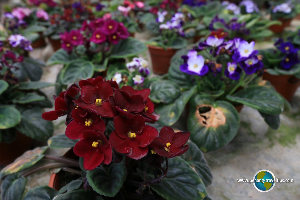 Dark red African Violets at Unc Sam Farm