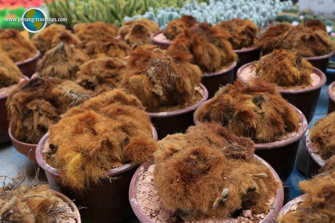 Dog Hair Fern (Cibotium barometz) at Unc Sam Farm