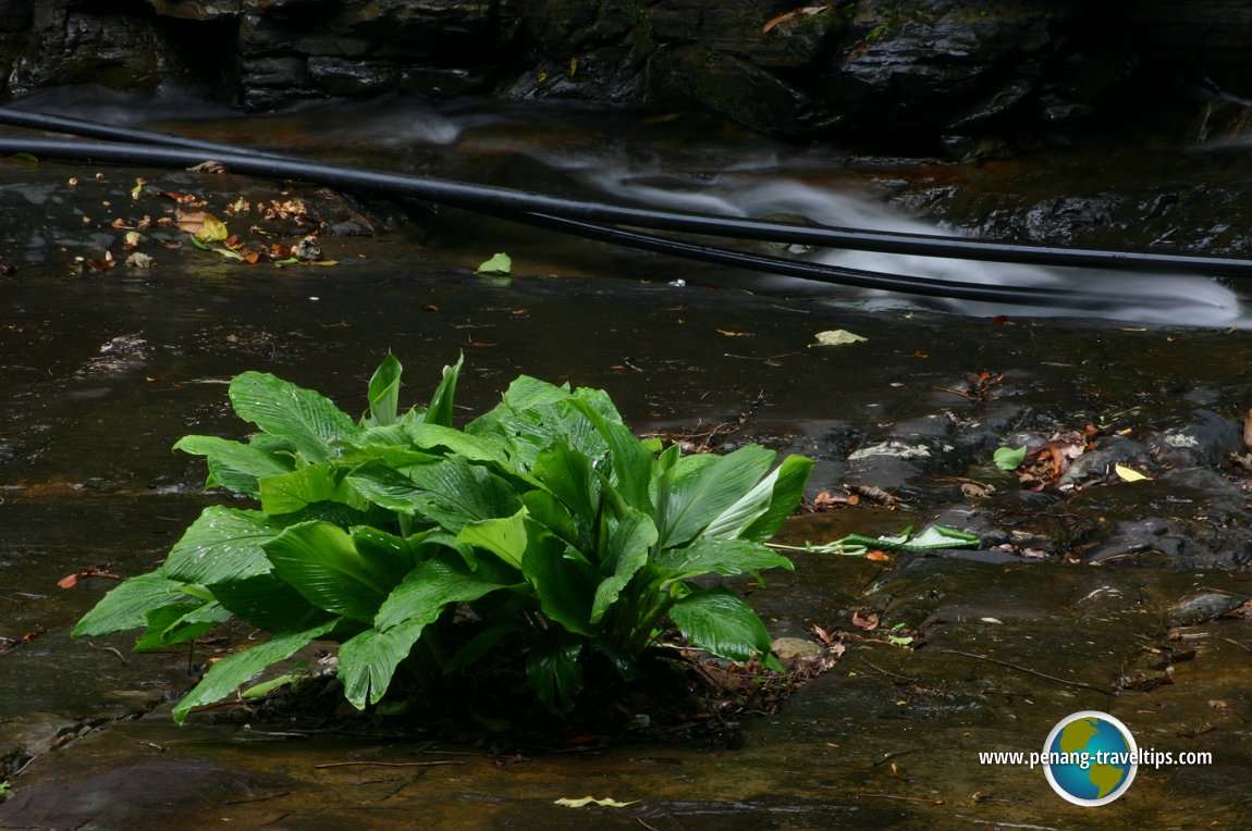 Durian Perangin Waterfall, Langkawi