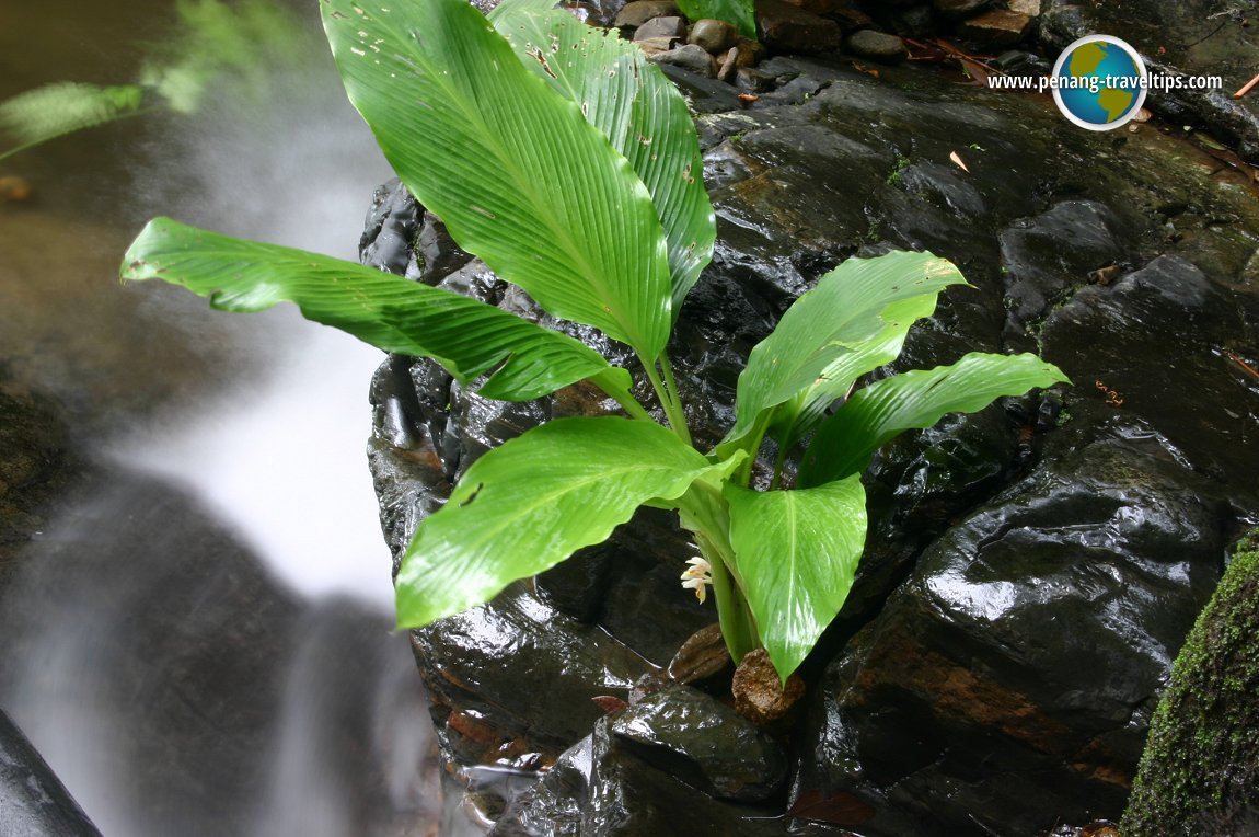 Durian Perangin Waterfall, Langkawi