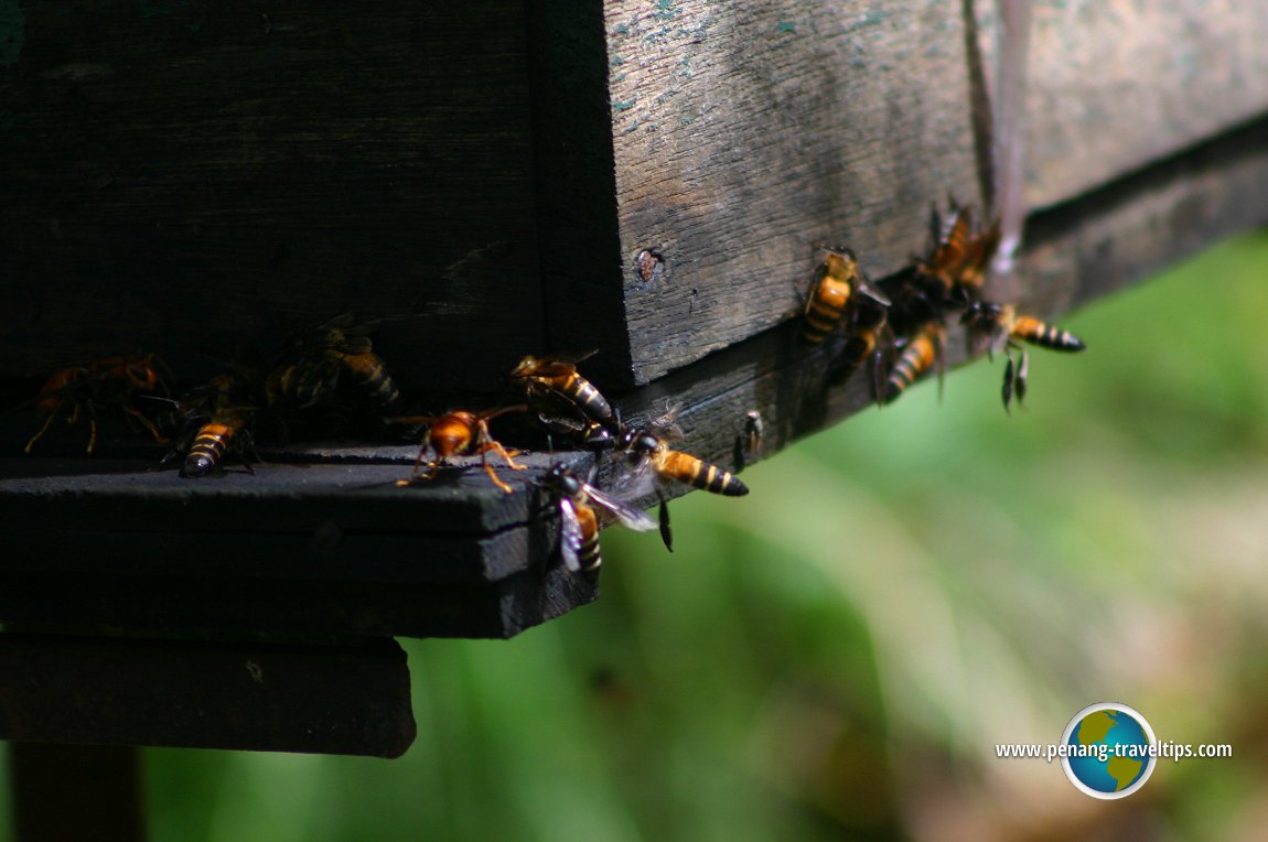 Ee Feng Gu Honey Bee Farm