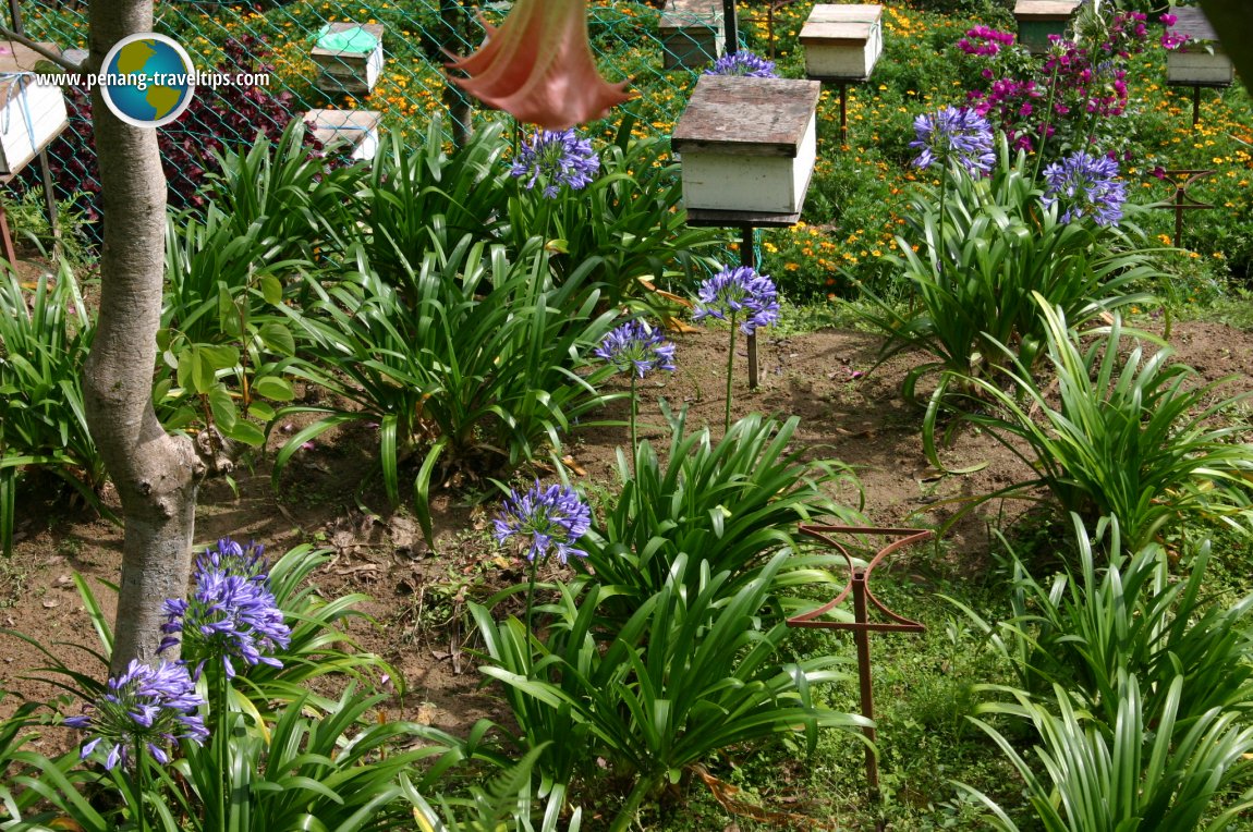 Ee Feng Gu Honey Bee Farm