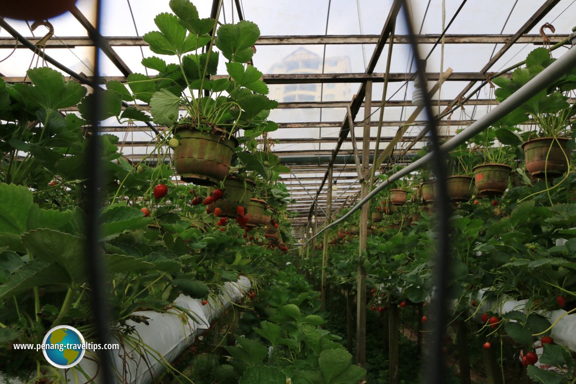 EQ Strawberry Farm