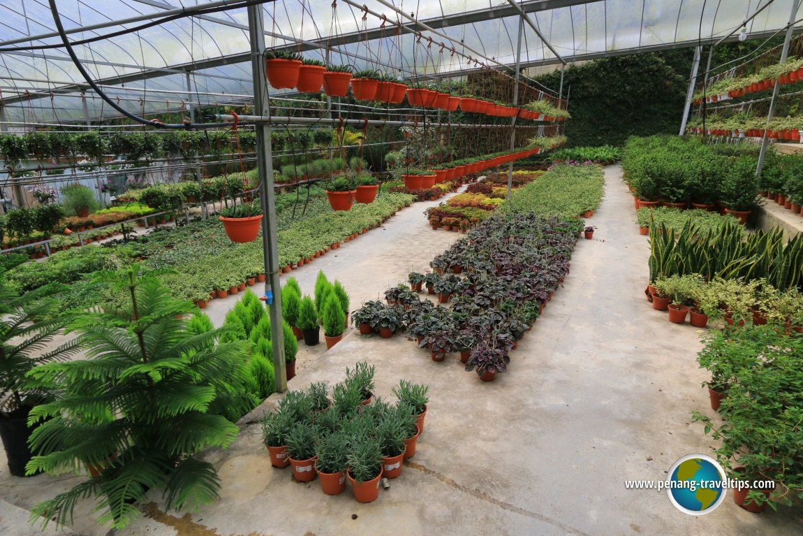 Fragrance Nursery, Cameron Highlands