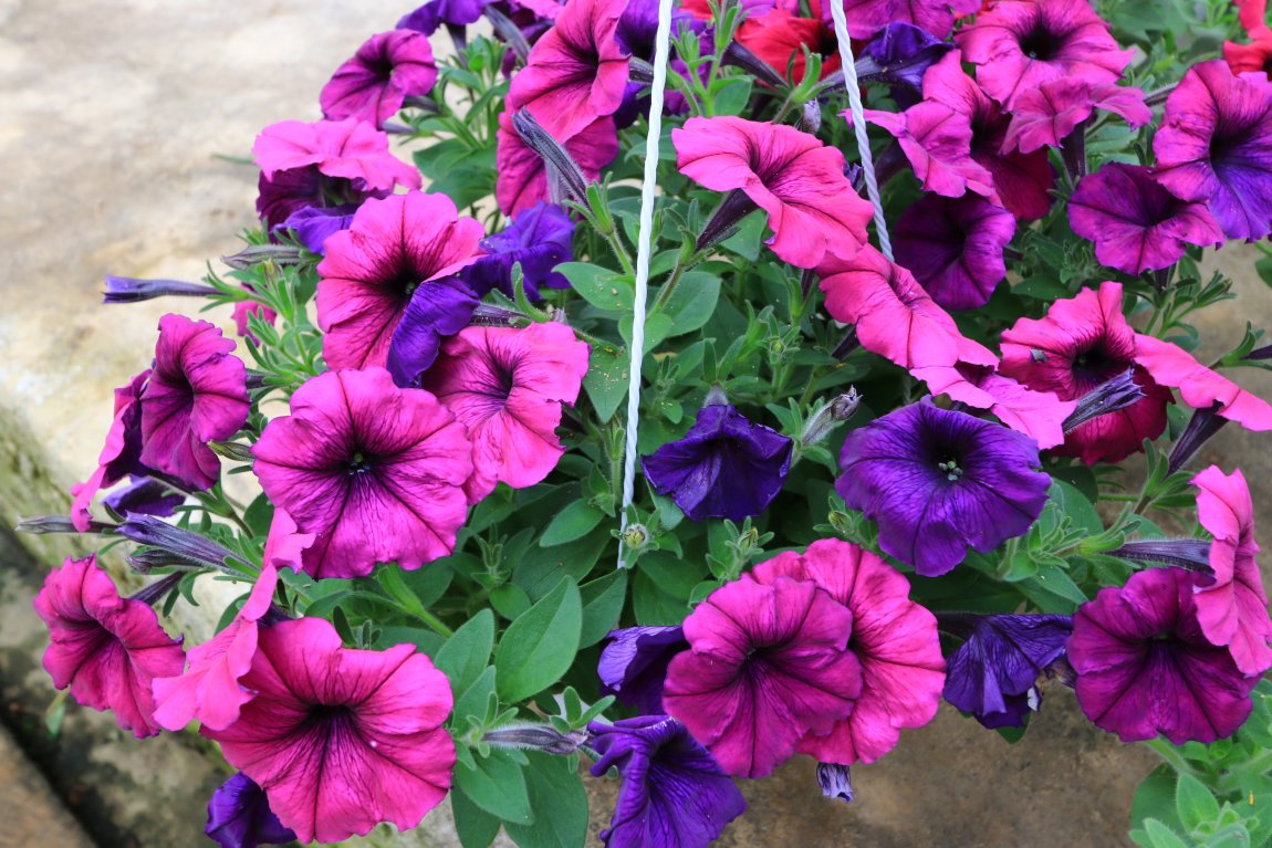 Fragrance Nursery, Cameron Highlands