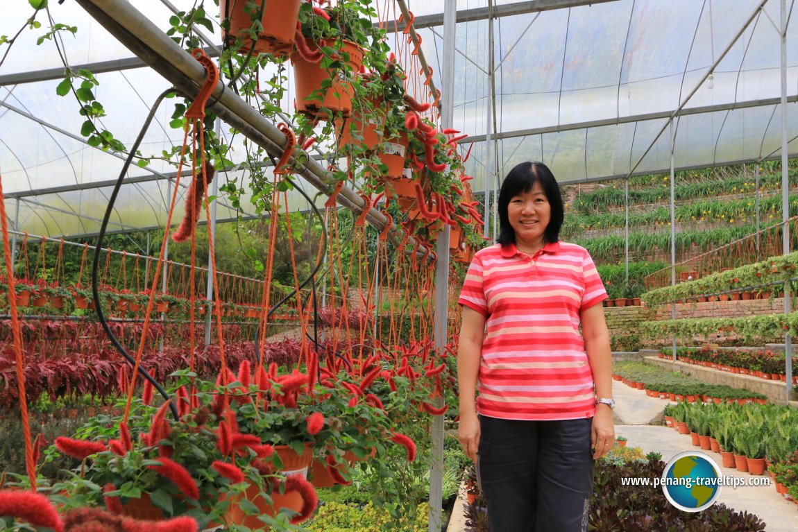 Fragrance Nursery, Cameron Highlands