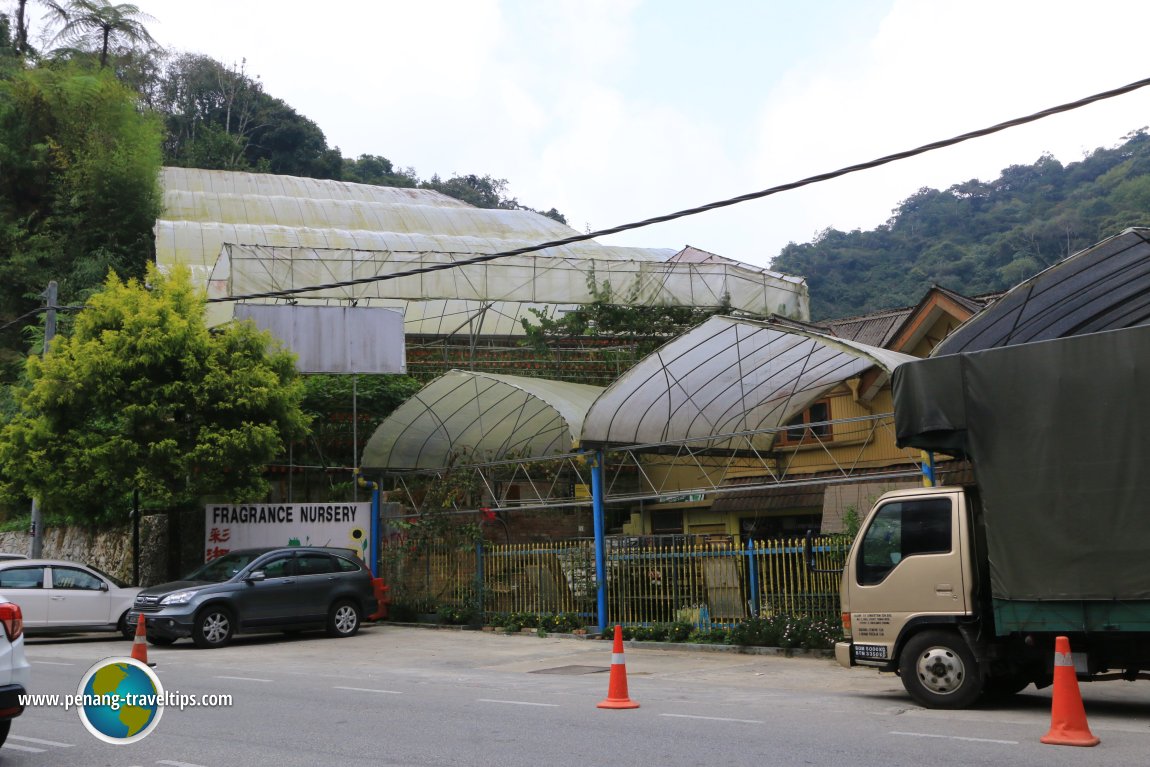 Fragrance Nursery, Cameron Highlands