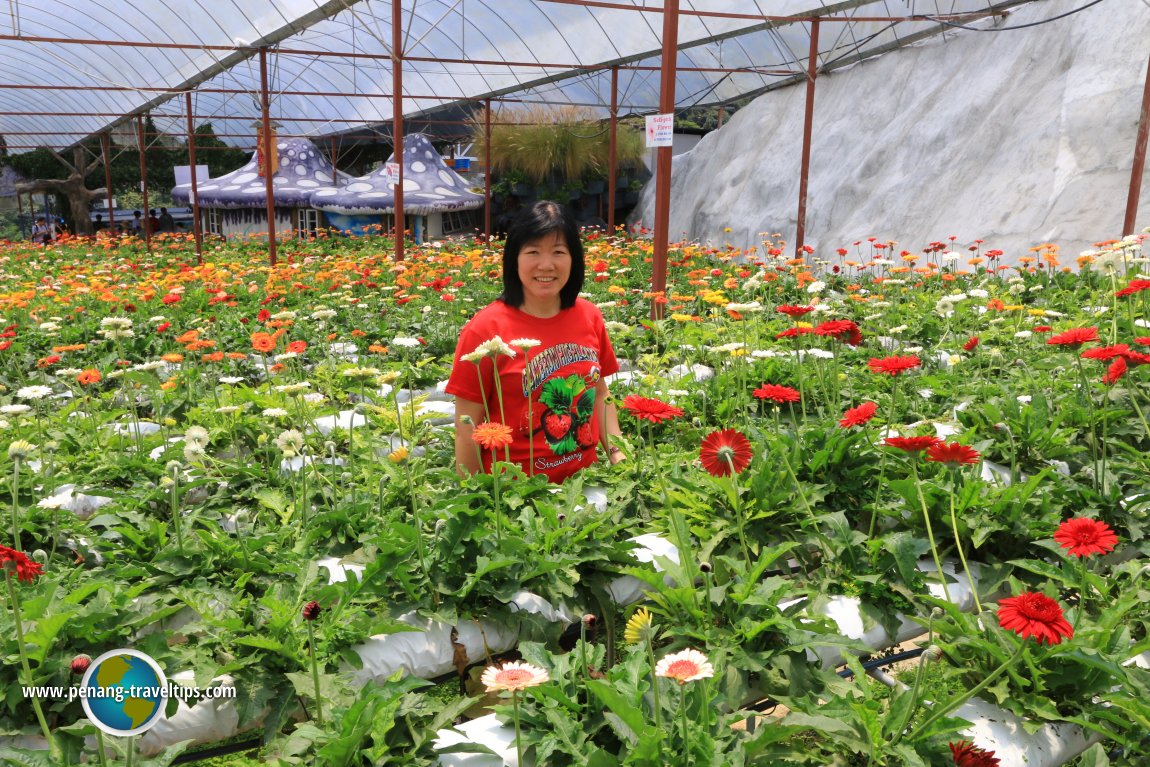 Chooi Yoke at the pluck-your-own field of Gerberas