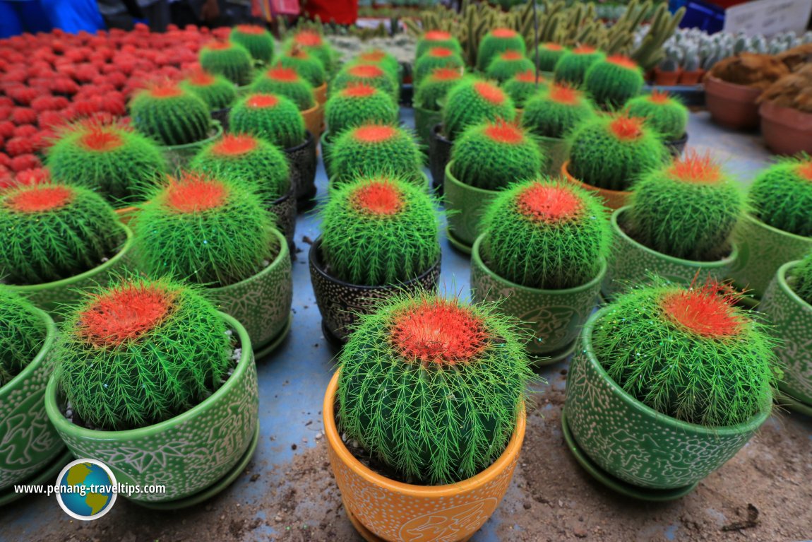 Green cacti with red top at Unc Sam Farm