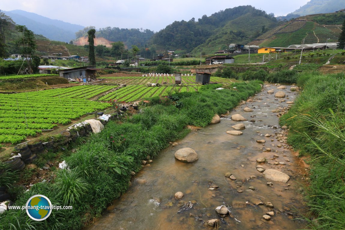 Habu, Cameron Highlands