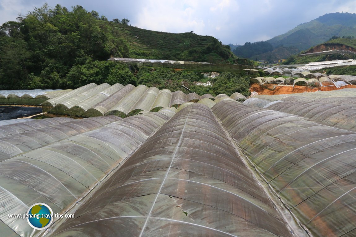 Greenhouses in Habu, Cameron Highlands