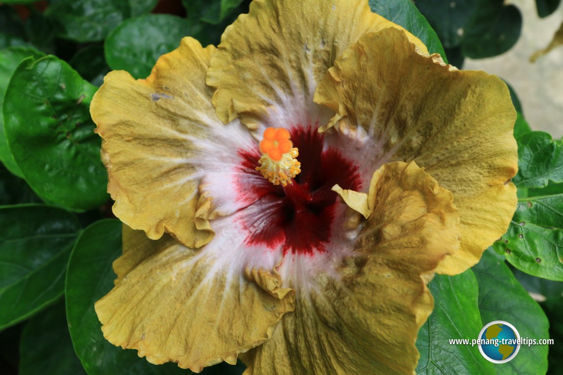 Hibiscus, Fragrance Nursery