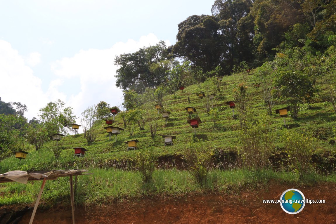 Highlands Apiary Farm