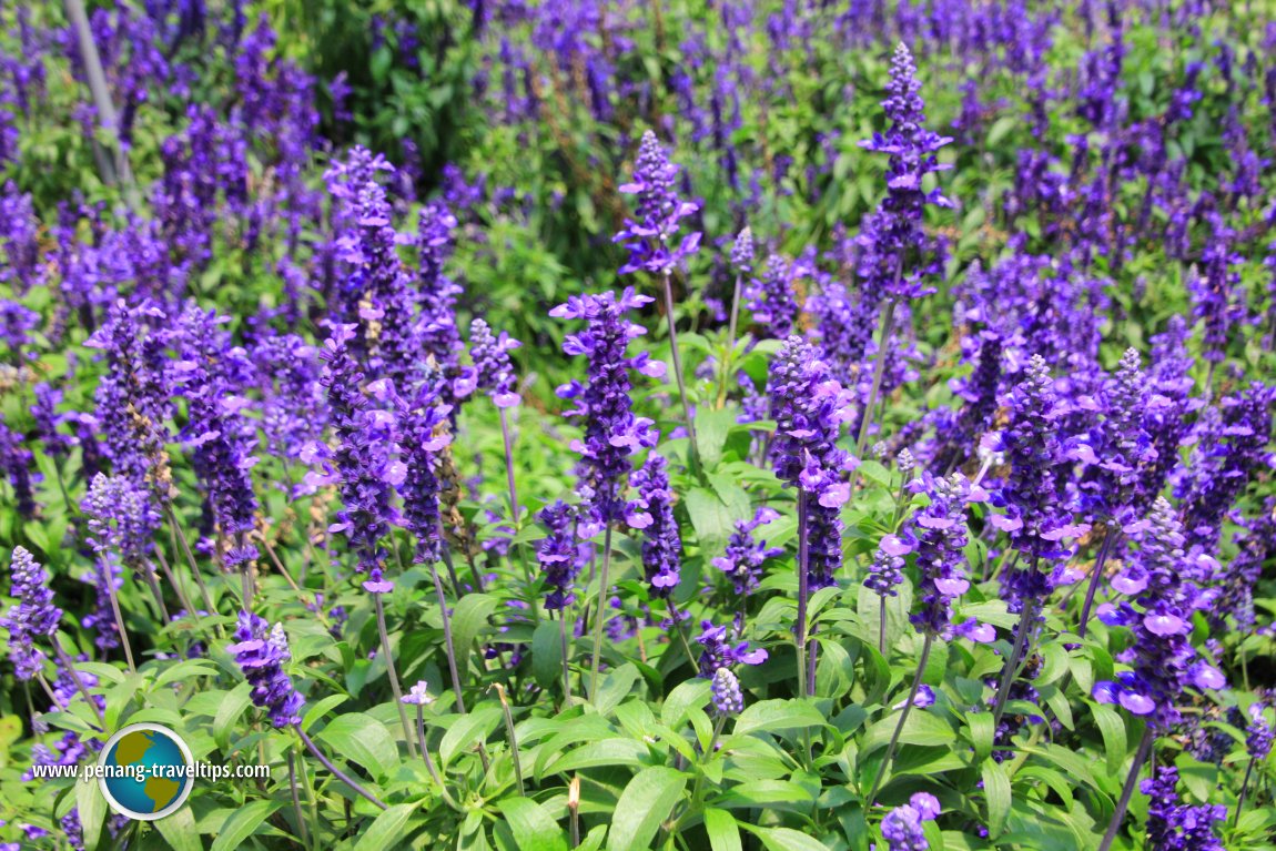 Hokkaido lavender