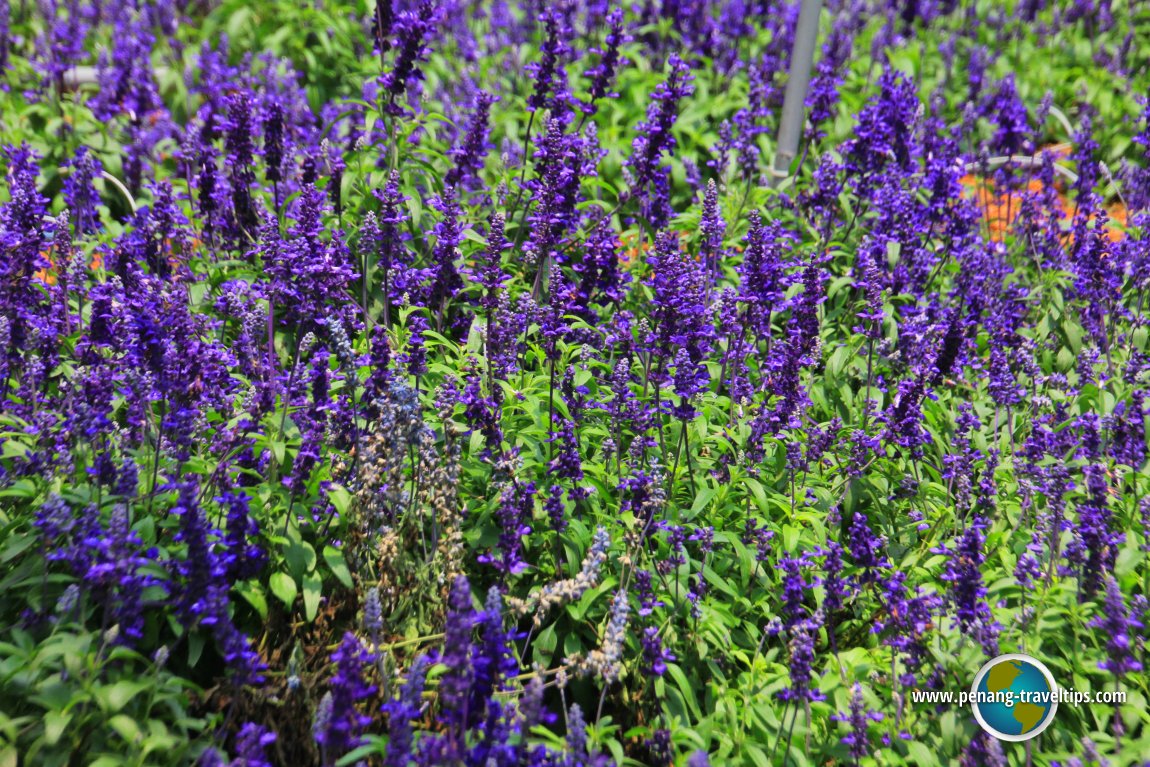 Hokkaido lavender