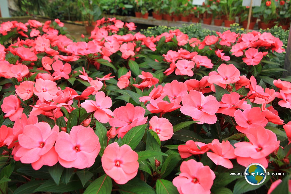 Impatiens at Cactus Point