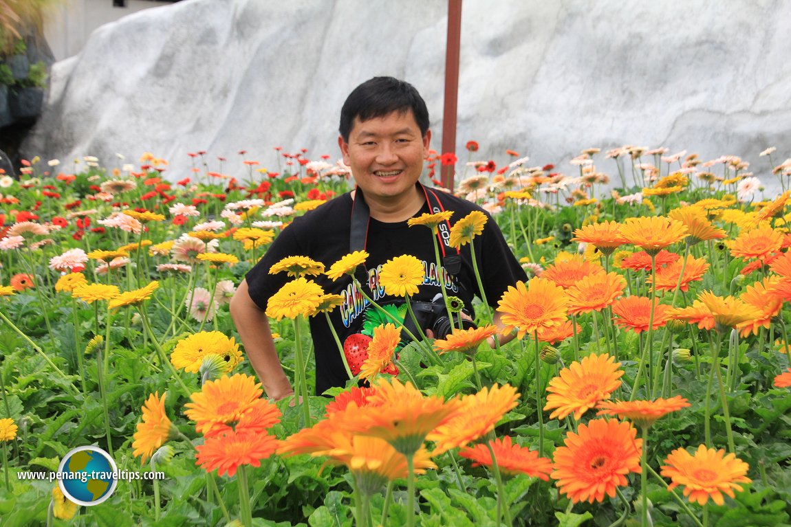 Here I am in a field of gerberas