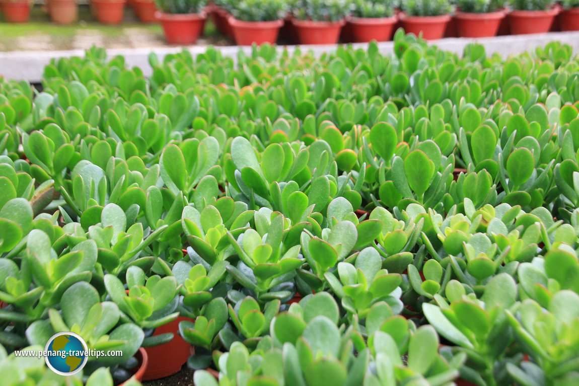 Jade Plants on sale at Cactus Point