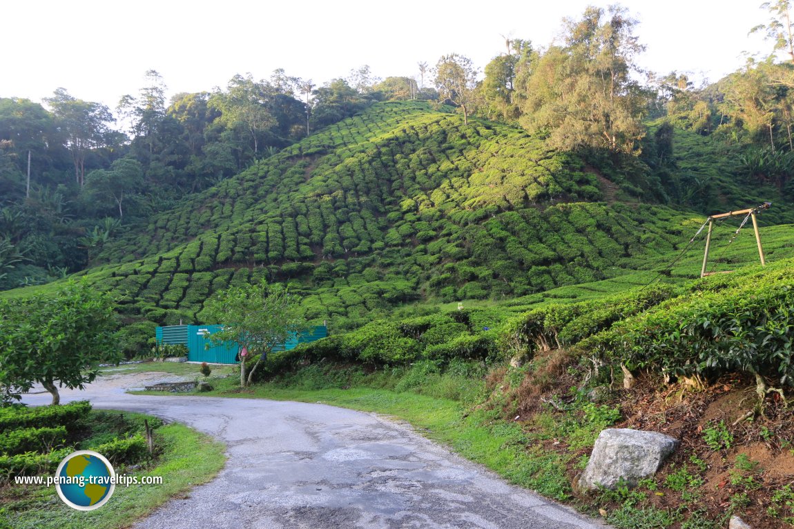 Jalan Boh, Cameron Highlands