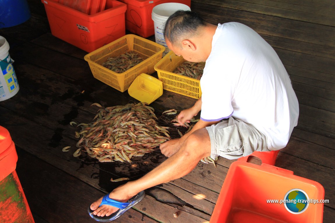 Kuala Sepetang foodstuff