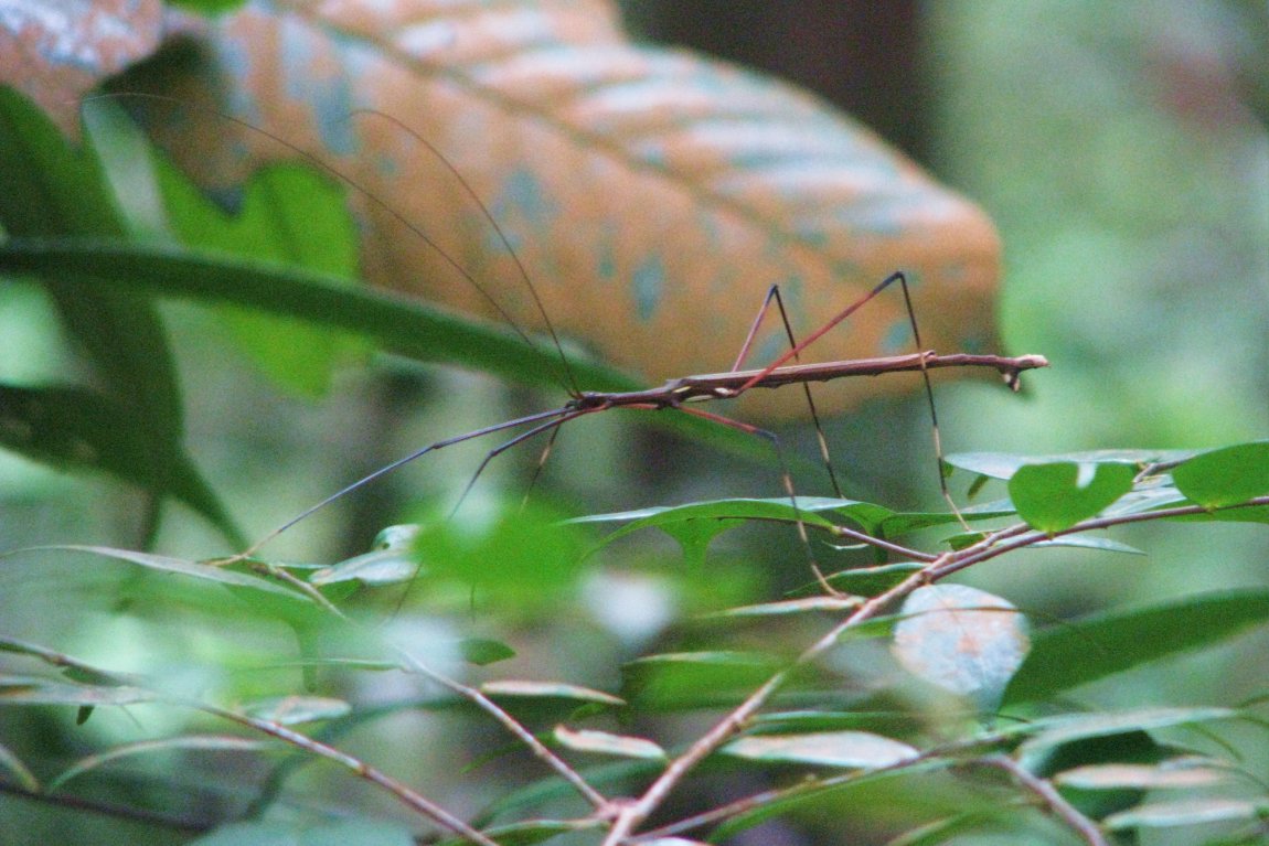 Kubah National Park