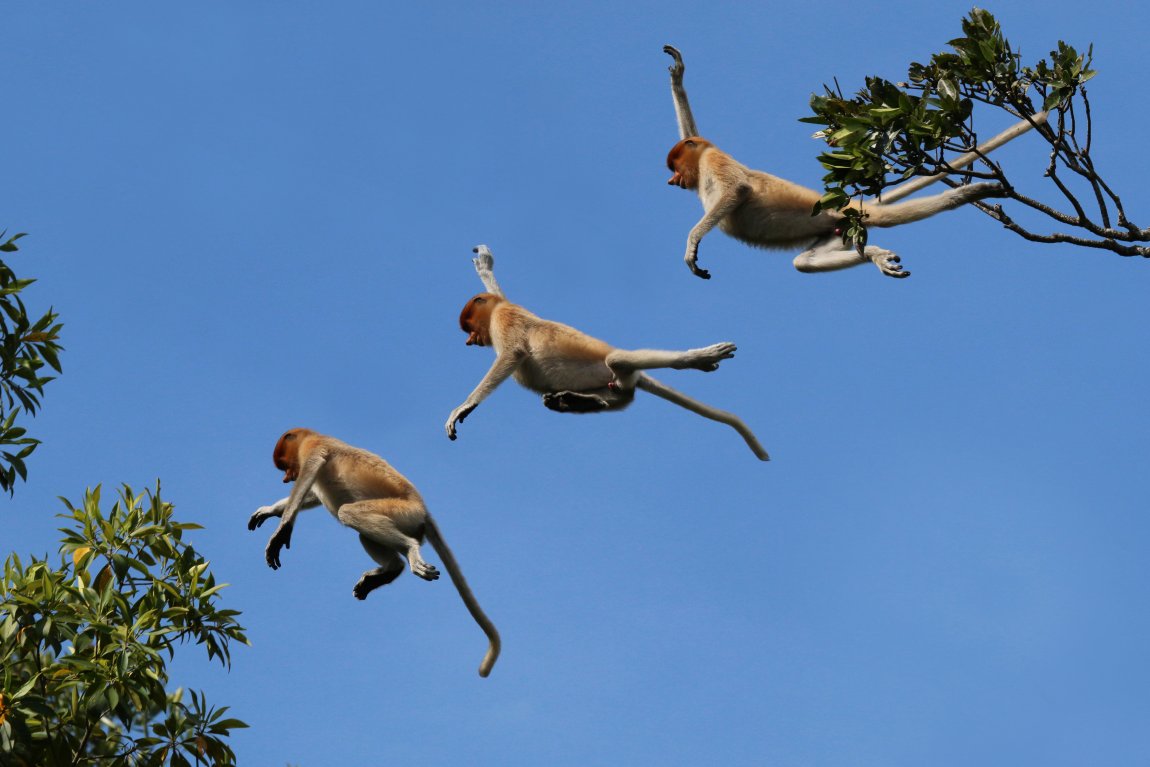 Proboscis monkey at Labuk Bay Proboscis Monkey Sanctuary