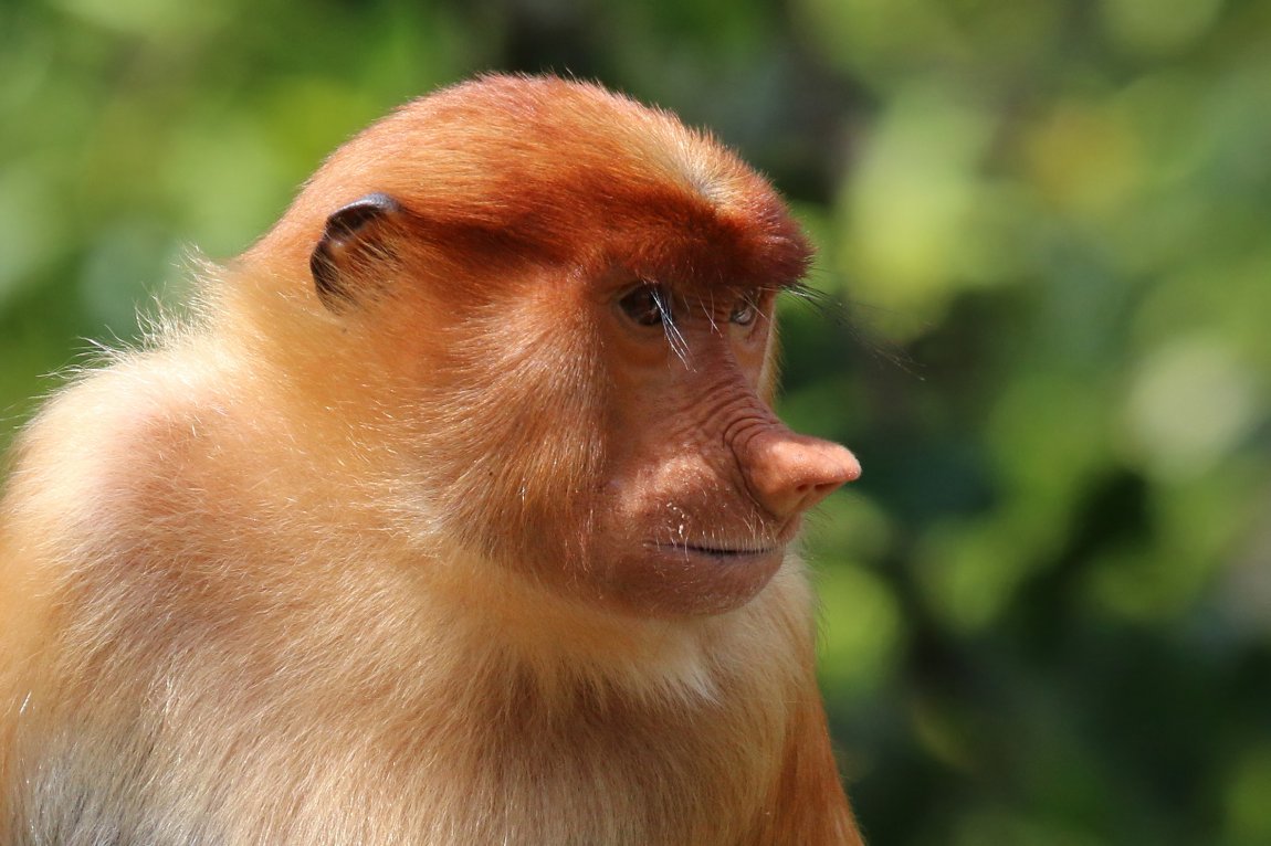 Proboscis monkey at Labuk Bay Proboscis Monkey Sanctuary