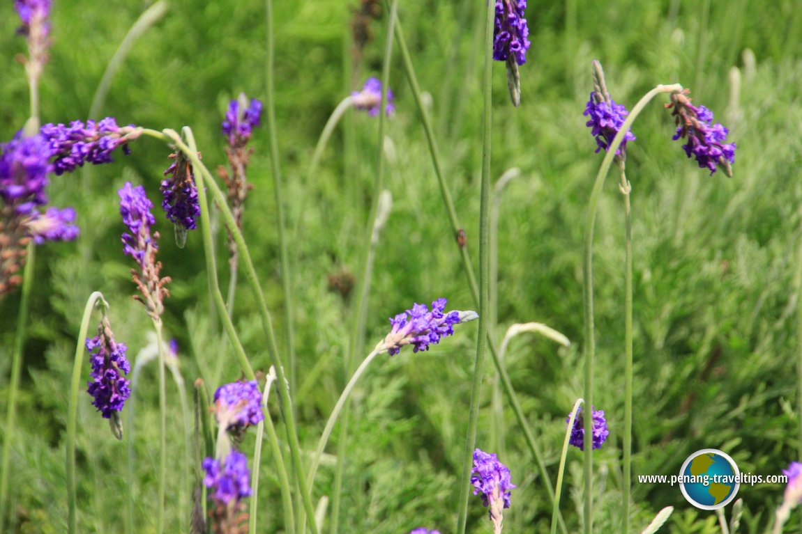 Lavender from China