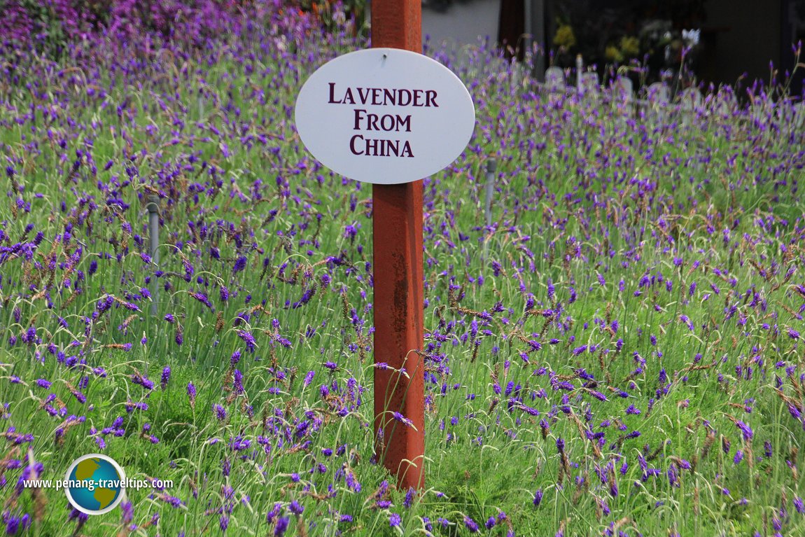 Lavender from China