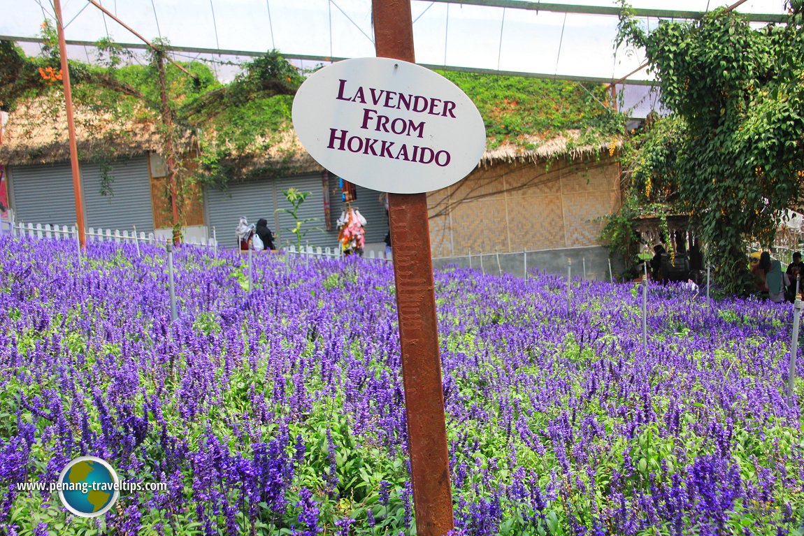 Lavender from Hokkaido