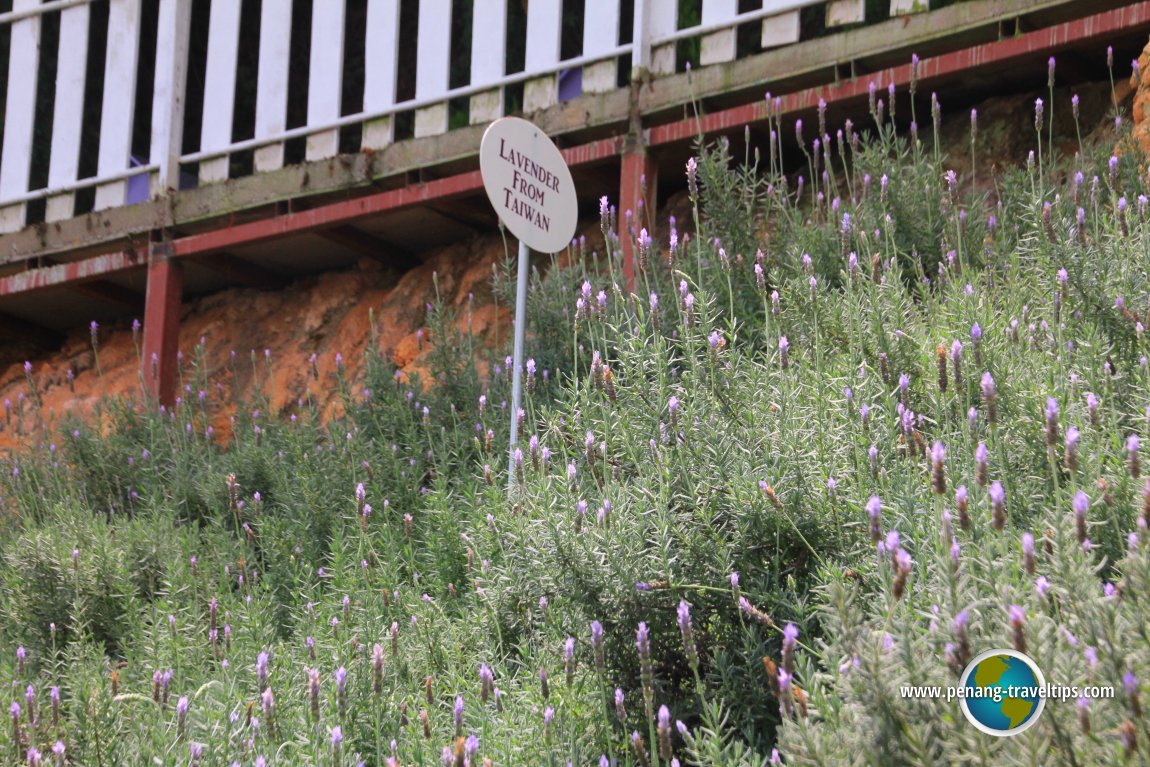 Lavender from Taiwan