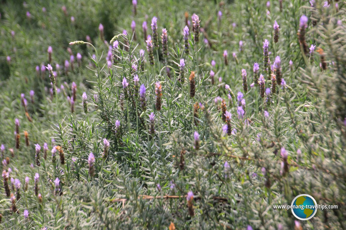 Lavender from Taiwan