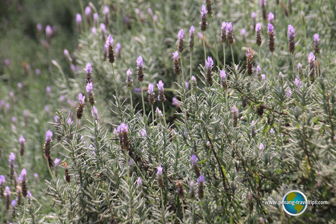 Lavender from Taiwan