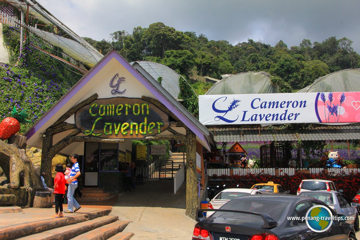 Cameron Lavender Garden