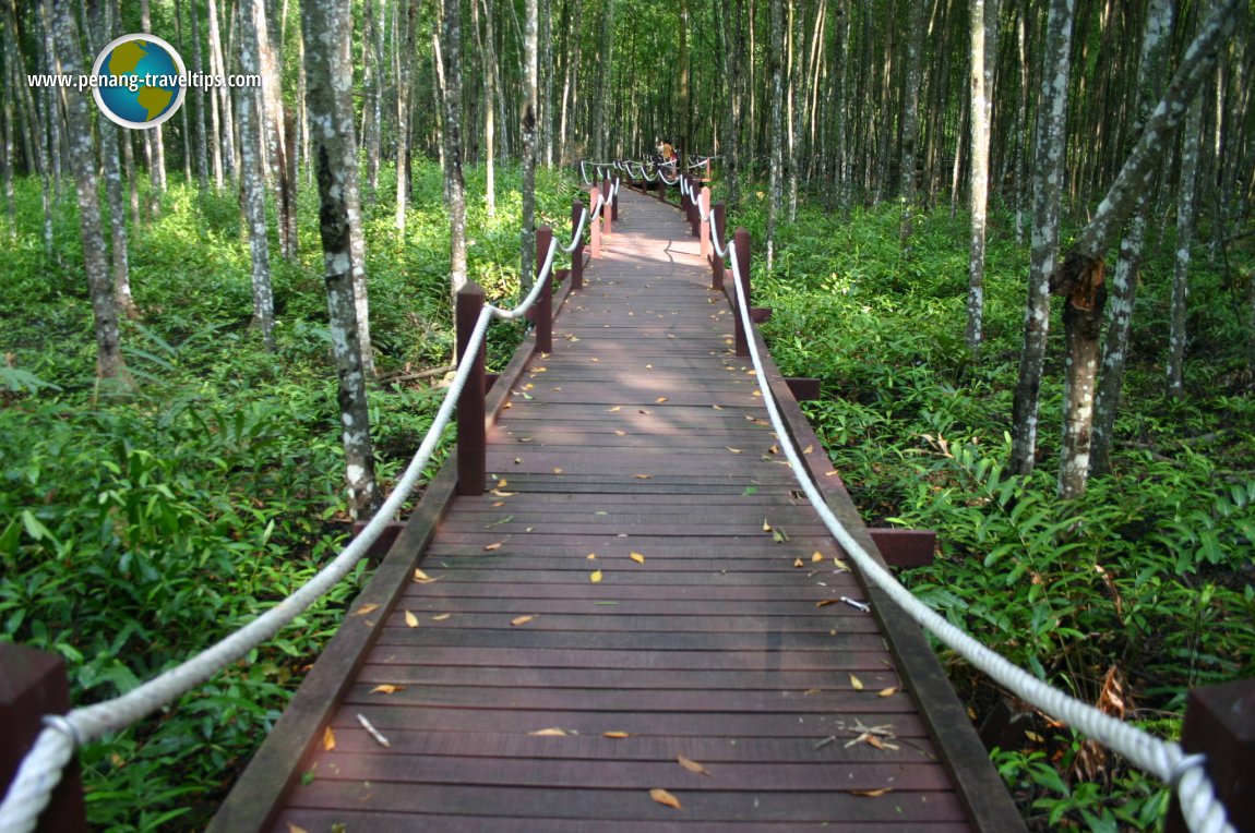 Matang Mangrove Forest Reserve