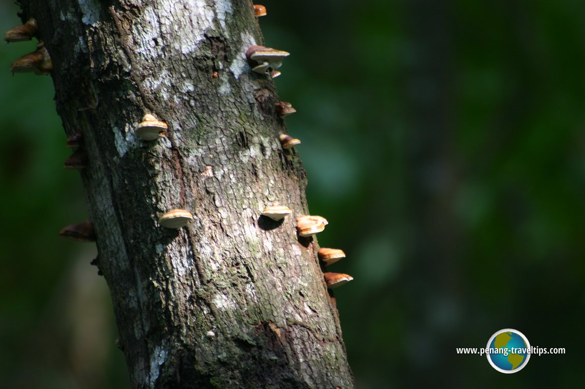 Matang Mangrove Forest Reserve